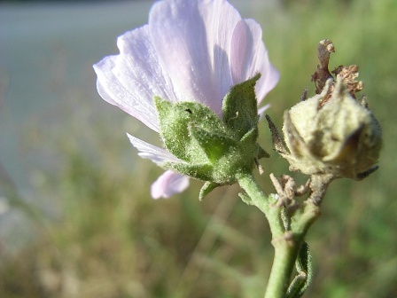 Althaea officinalis / Altea comune